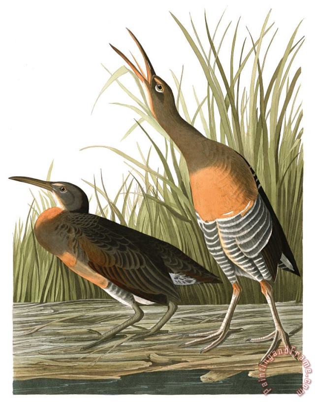 Salt Water Marsh Hen painting - John James Audubon Salt Water Marsh Hen Art Print