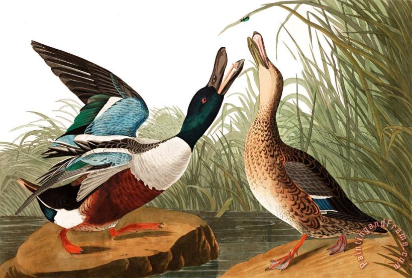Shoveller Duck painting - John James Audubon Shoveller Duck Art Print