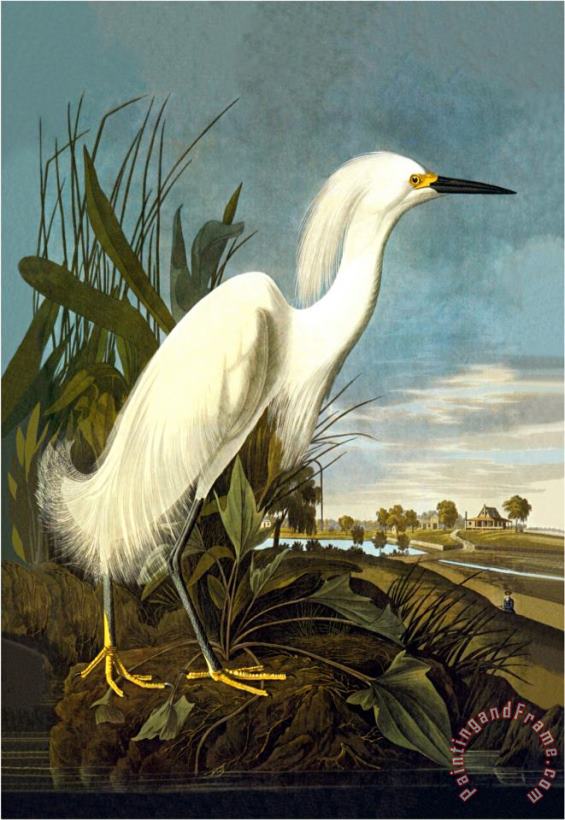 John James Audubon Snowy Egret Art Painting