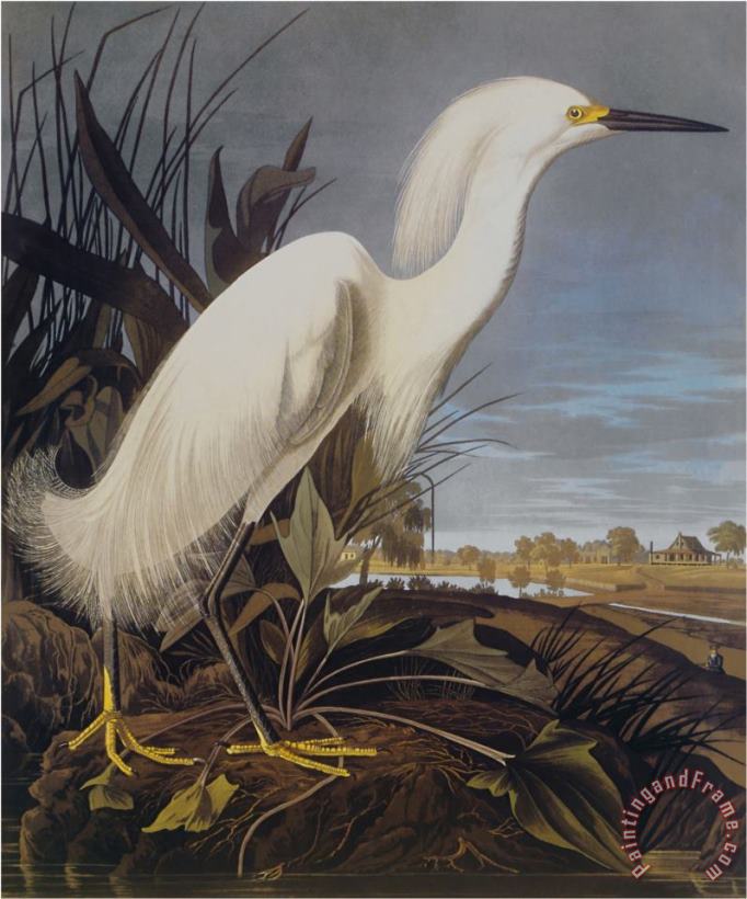 John James Audubon Snowy Heron Or White Egret Art Print