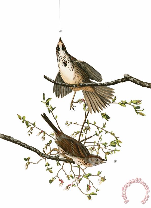 John James Audubon Song Sparrow Art Print