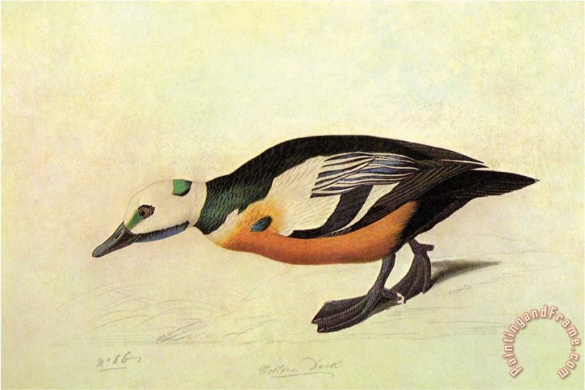 John James Audubon Stellers Eider Art Painting