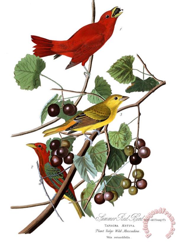 John James Audubon Summer Red Bird Art Painting