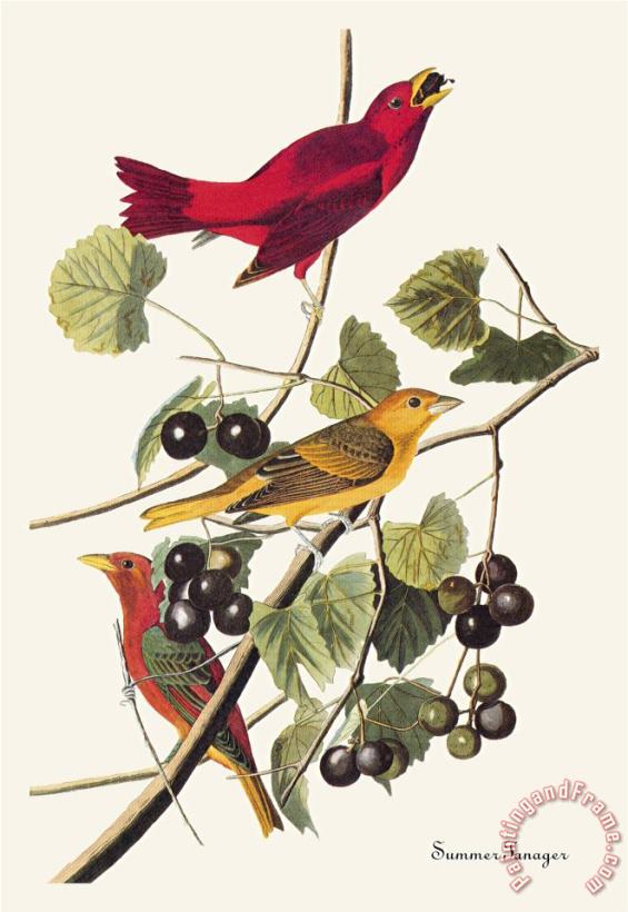John James Audubon Summer Tanager Art Painting
