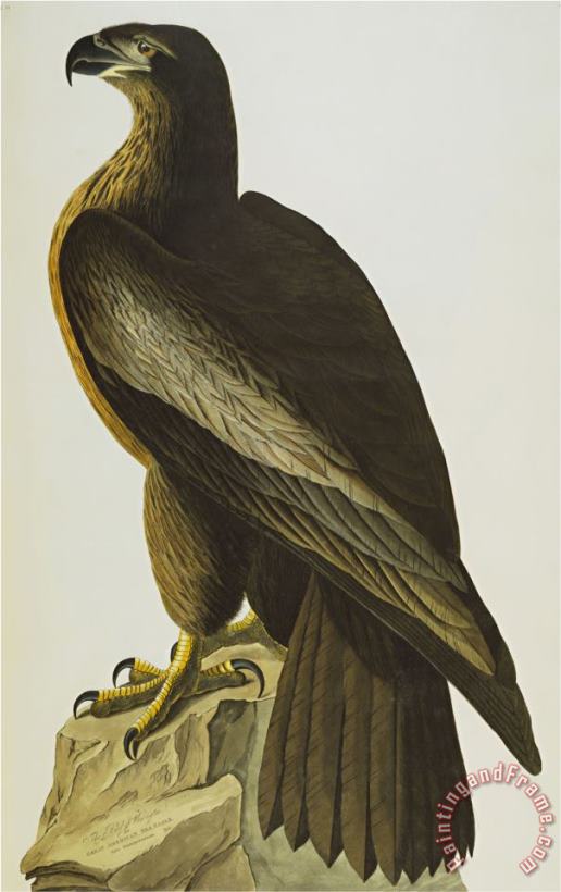 John James Audubon The Bird of Washington Bald Eagle Haliaeetus Leucocephalus Plate Xi From The Birds of America Art Print