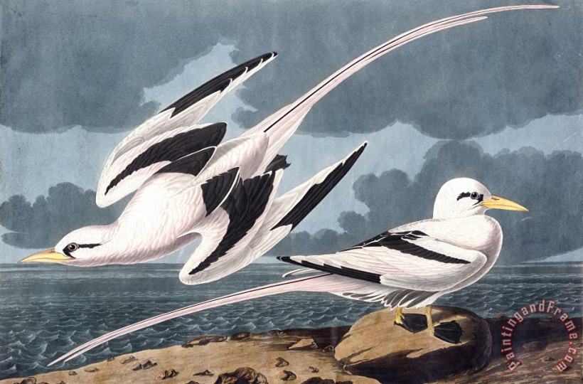 Tropic Bird painting - John James Audubon Tropic Bird Art Print