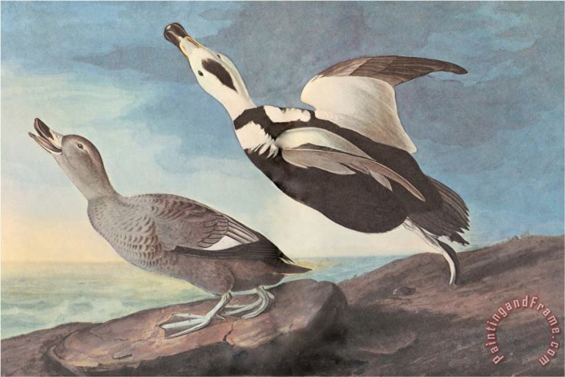 John James Audubon Untitled Art Painting