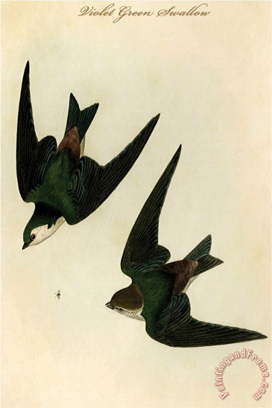 John James Audubon Violet Green Swallow Art Painting