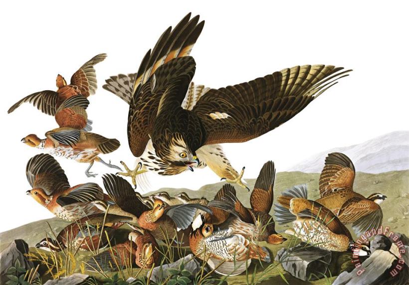John James Audubon Virginian Partridge Art Painting
