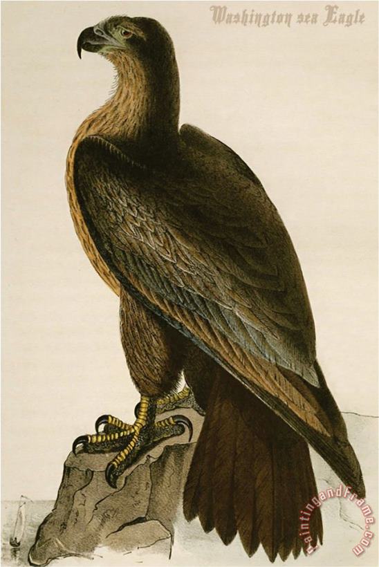 Washington Sea Eagle painting - John James Audubon Washington Sea Eagle Art Print
