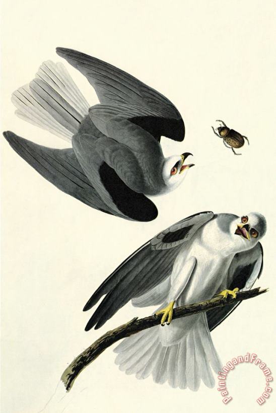 John James Audubon White Tailed Kite Art Painting