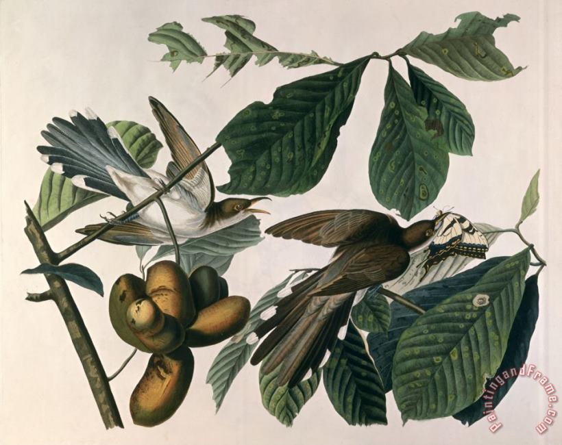 John James Audubon Yellow Billed Cuckoo From Birds of America Engraved by William Home Lizars Art Print