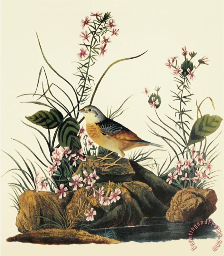 Yellow Winged Sparrow painting - John James Audubon Yellow Winged Sparrow Art Print
