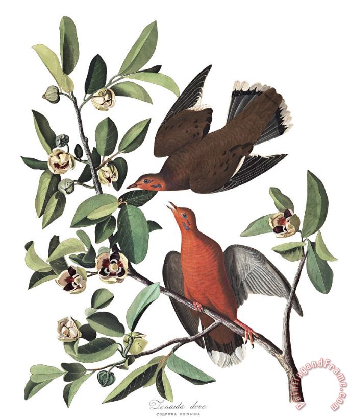 John James Audubon Zenaida Dove Art Print