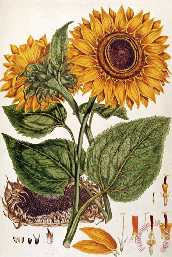 Sunflower painting - John Miller Sunflower Art Print