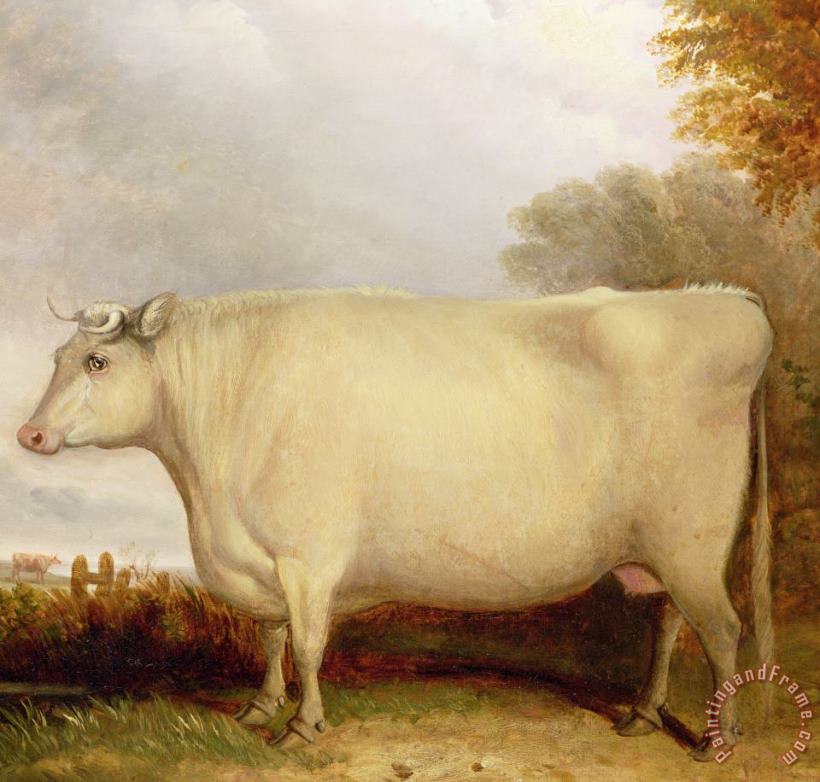 John Vine White Short-horned Cow In A Landscape Art Painting