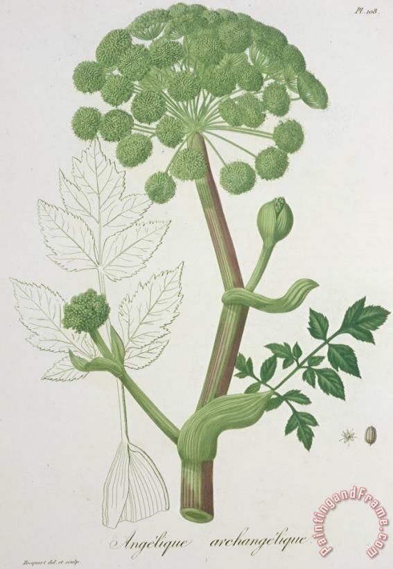 L F J Hoquart Angelica Archangelica From 'phytographie Medicale' By Joseph Roques Art Print