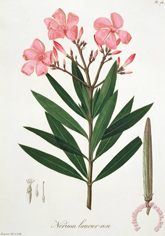 L F J Hoquart Oleander From 'phytographie Medicale' By Joseph Roques Art Painting
