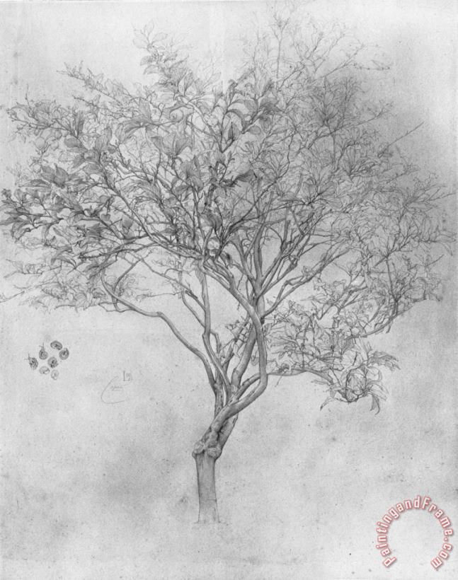 Study of a Lemon Tree painting - Lord Frederick Leighton Study of a Lemon Tree Art Print