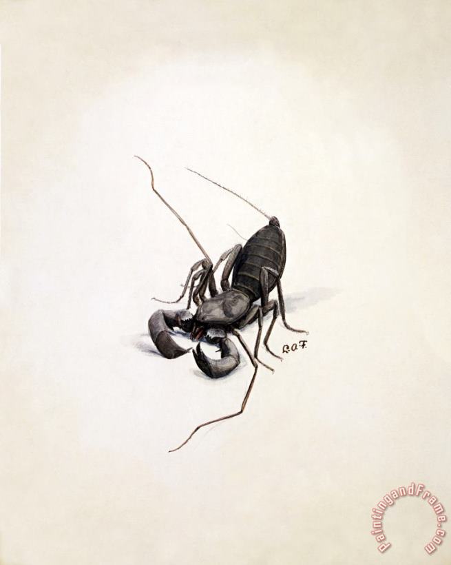 Whip Scorpion painting - Louis Agassiz Fuertes Whip Scorpion Art Print