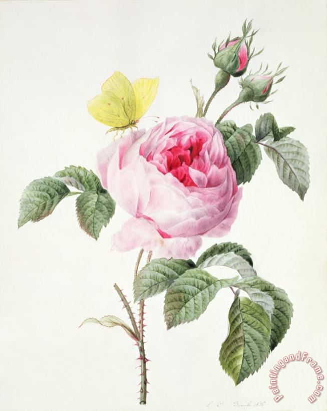Louise DOrleans Pink rose with buds and a brimstone butterfly Art Print