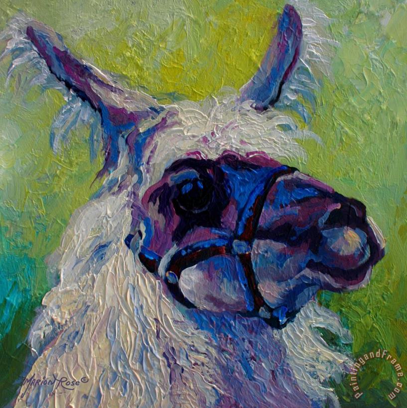Lilloet - Llama painting - Marion Rose Lilloet - Llama Art Print