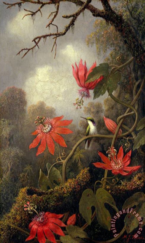 Martin Johnson Heade Hummingbird And Passionflowers Art Print