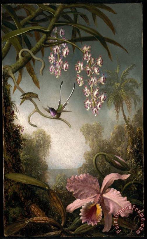 Martin Johnson Heade Orchids And Spray Orchids with Hummingbird Art Print