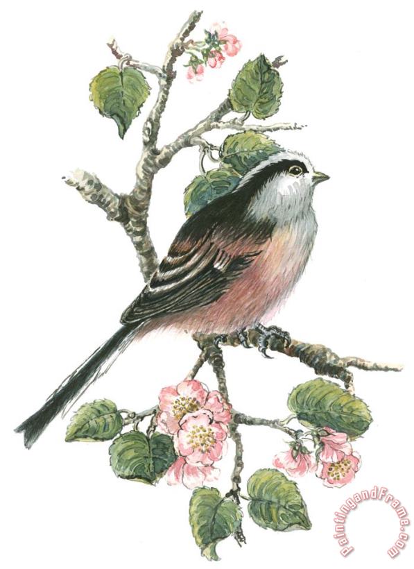 Nell Hill Long Tailed Tit And Cherry Blossom Art Painting