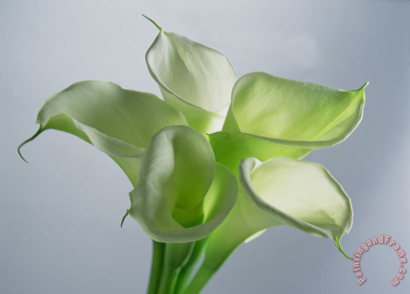 Four Arum Lilies painting - Norman Hollands Four Arum Lilies Art Print