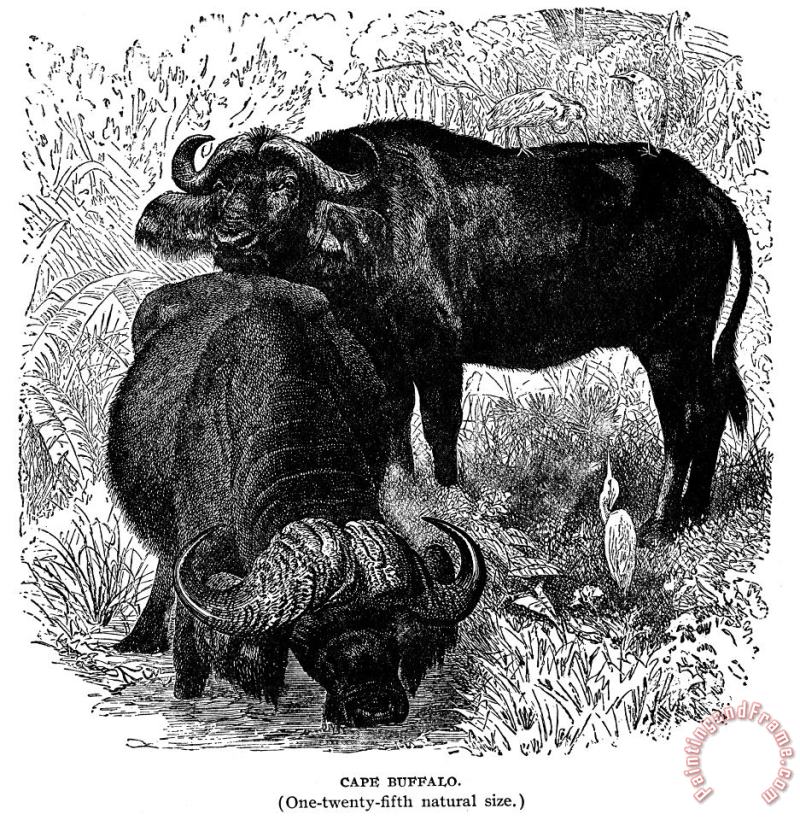Others African Buffalo Art Print