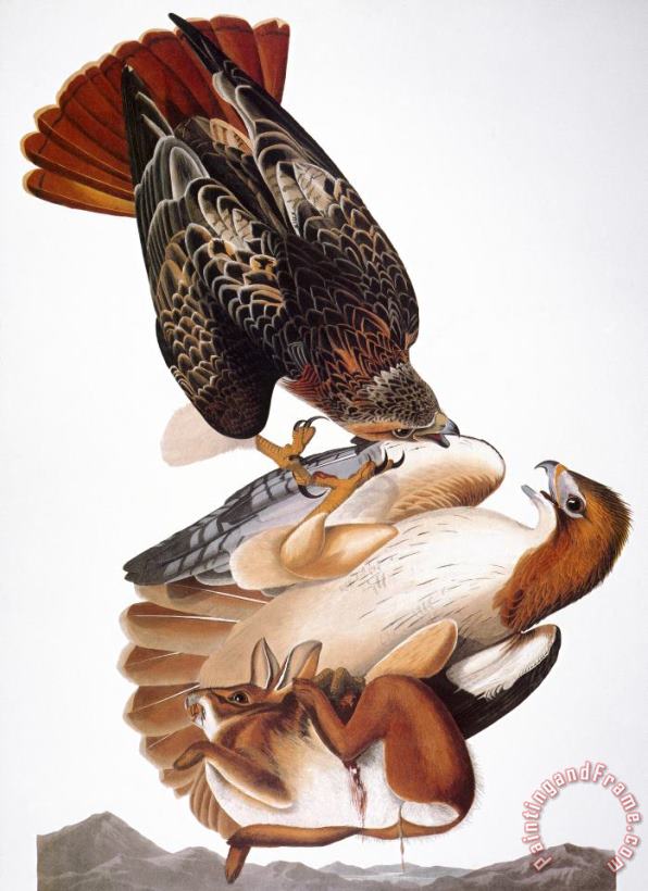 Others Audubon: Red-tailed Hawk Art Print