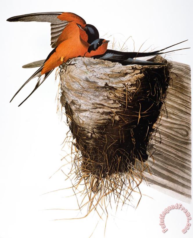 Audubon: Swallow painting - Others Audubon: Swallow Art Print