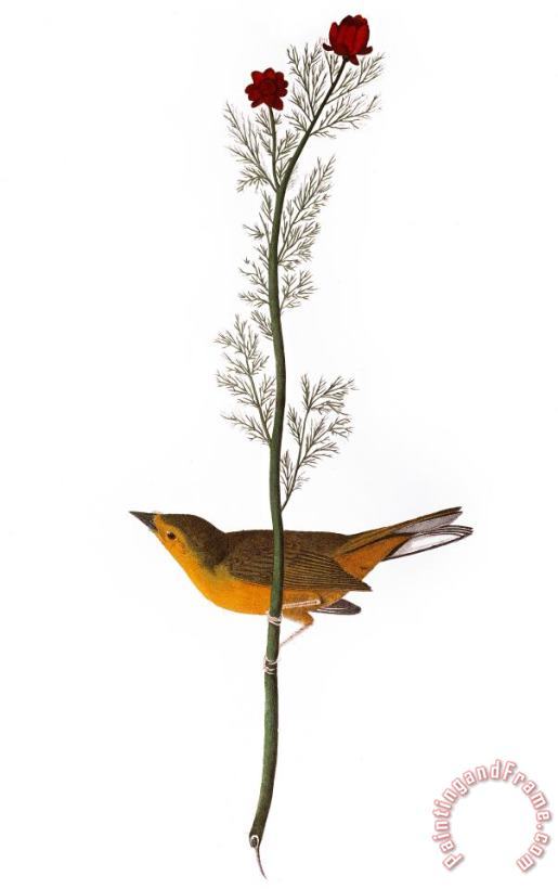 Others Audubon: Warbler, (1827) Art Print