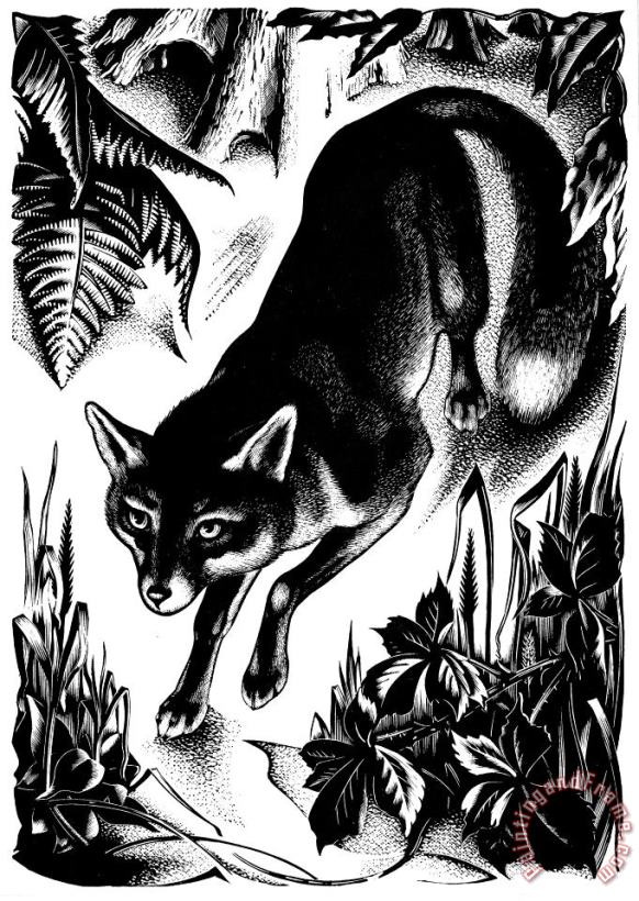 Others Common Fox Art Print