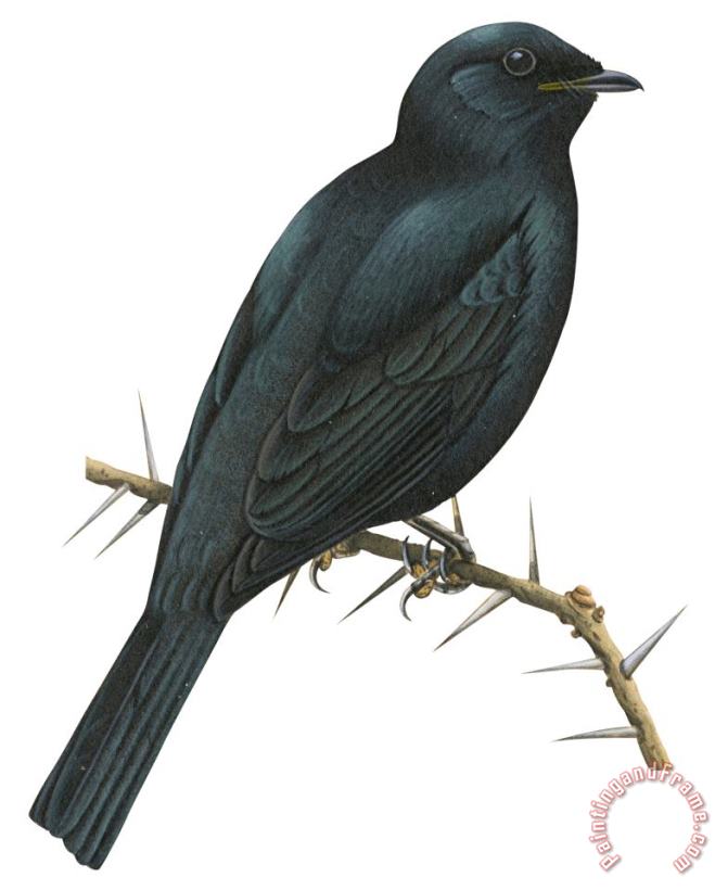 Cuckoo Shrike painting - Others Cuckoo Shrike Art Print