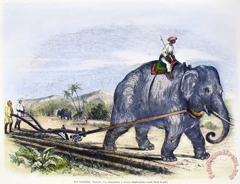 Others Elephant Plowing, 1847 Art Print