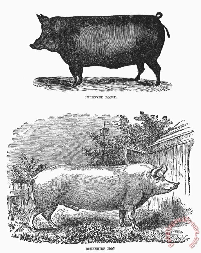 Others English Breeds Of Pigs Art Painting