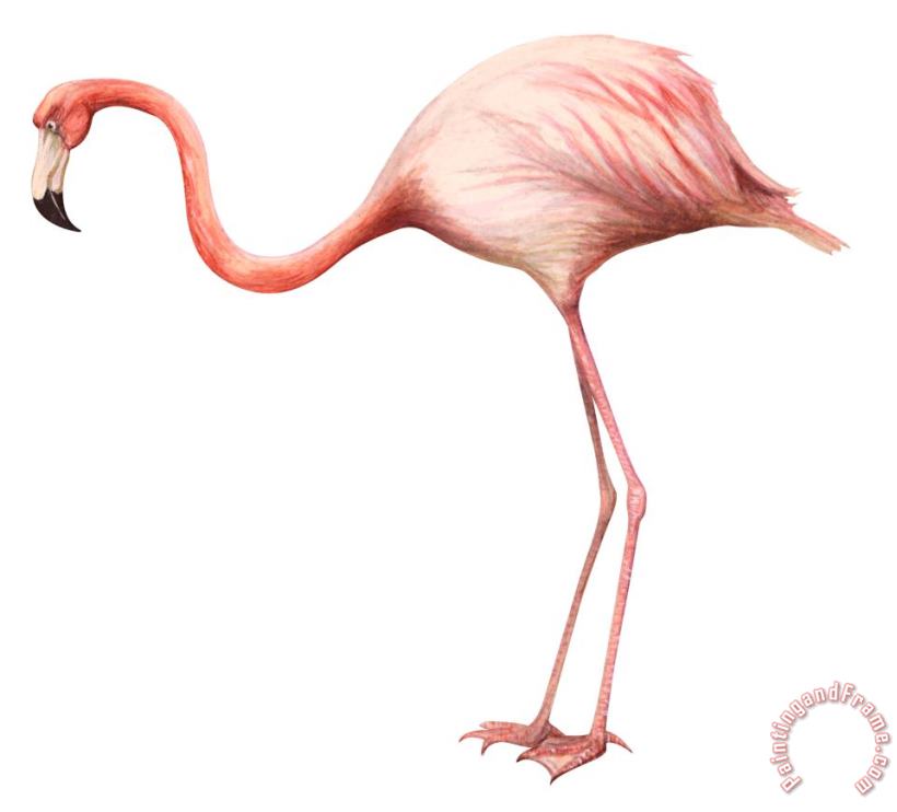 Flamingo painting - Others Flamingo Art Print