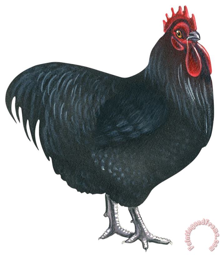 Others Orpington Rooster Art Print