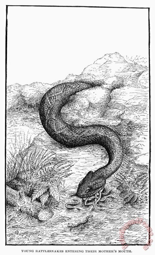 Rattlesnakes painting - Others Rattlesnakes Art Print