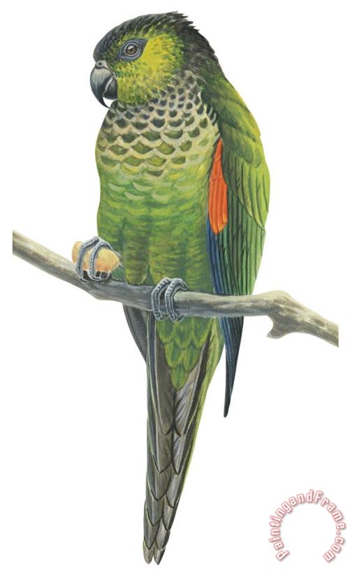 Others Rock Parakeet Art Print