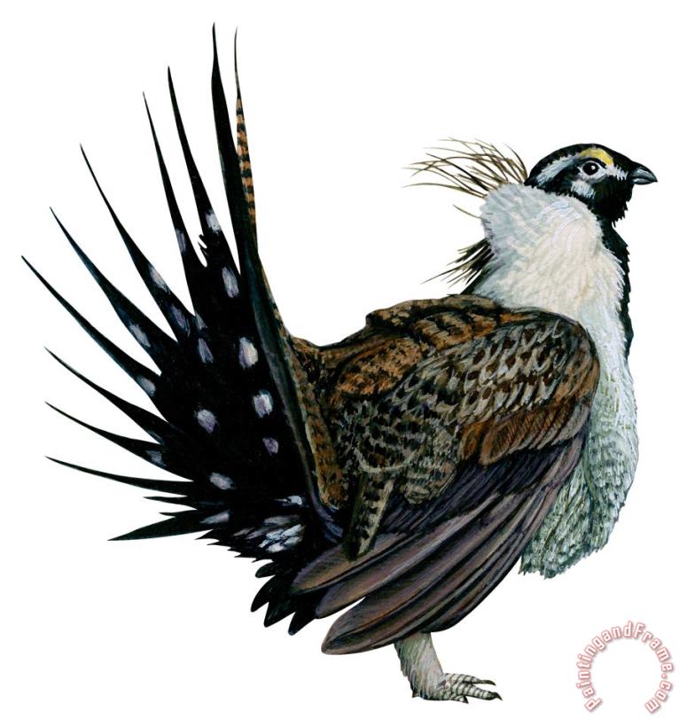 Others Sage Grouse Art Print