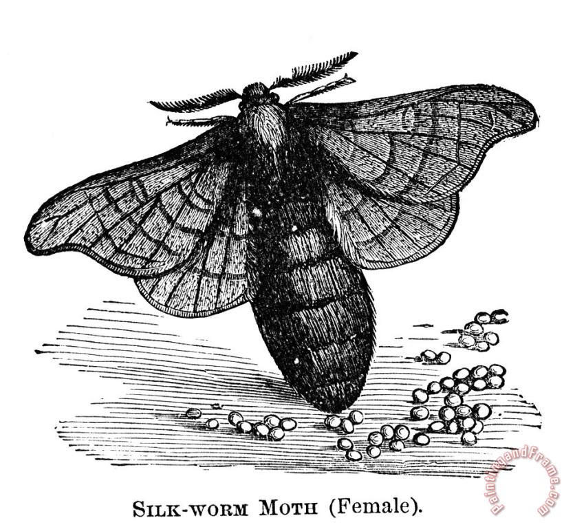 Others Silkworm Moth Art Print