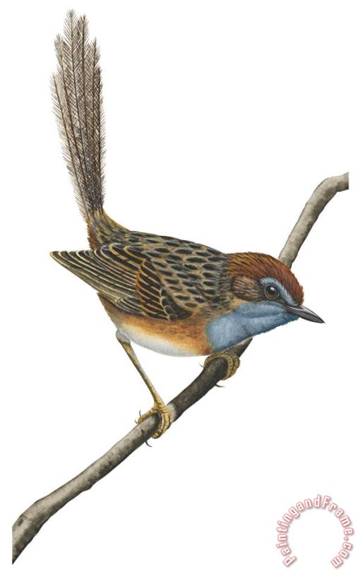 Others Southern Emu Wren Art Painting