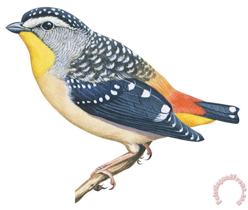 Spotted Diamondbird painting - Others Spotted Diamondbird Art Print