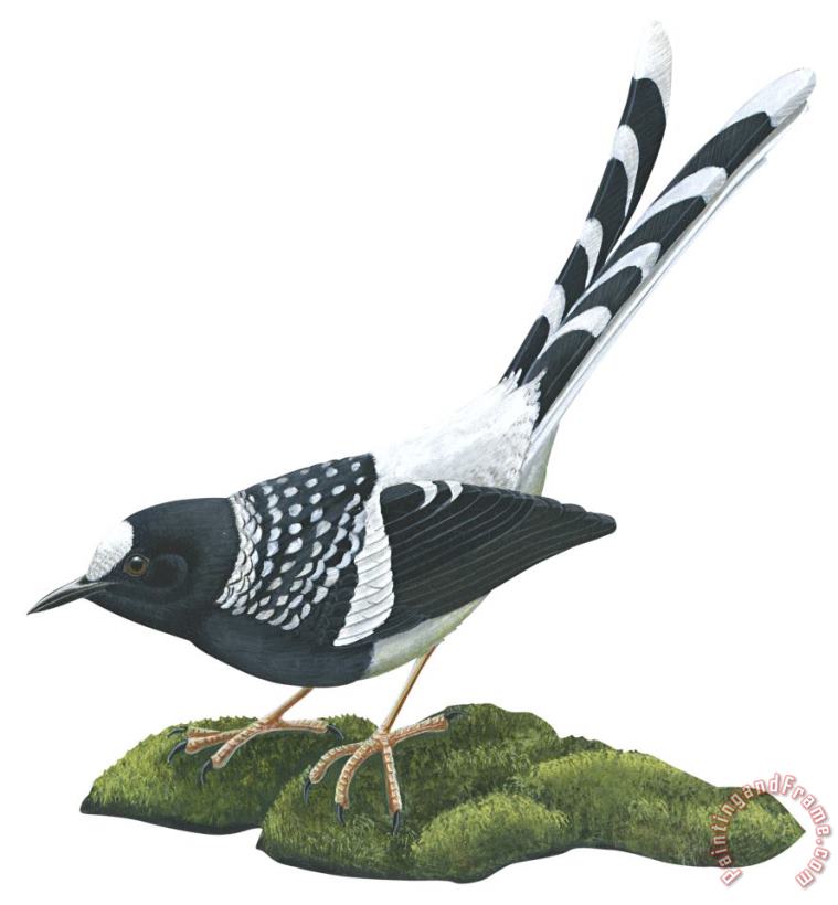 Spotted Forktail painting - Others Spotted Forktail Art Print