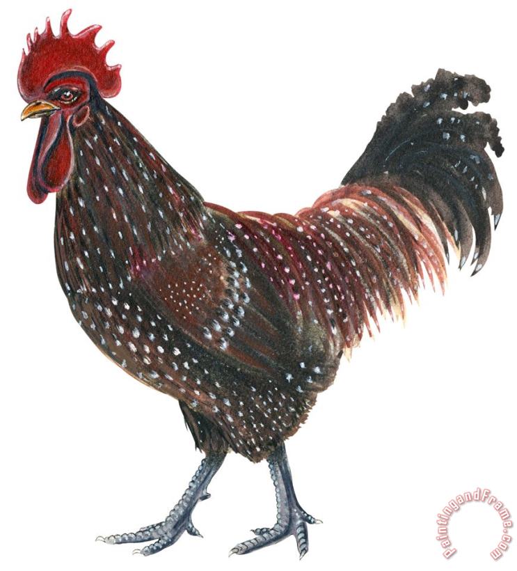 Others Sussex Rooster Art Print