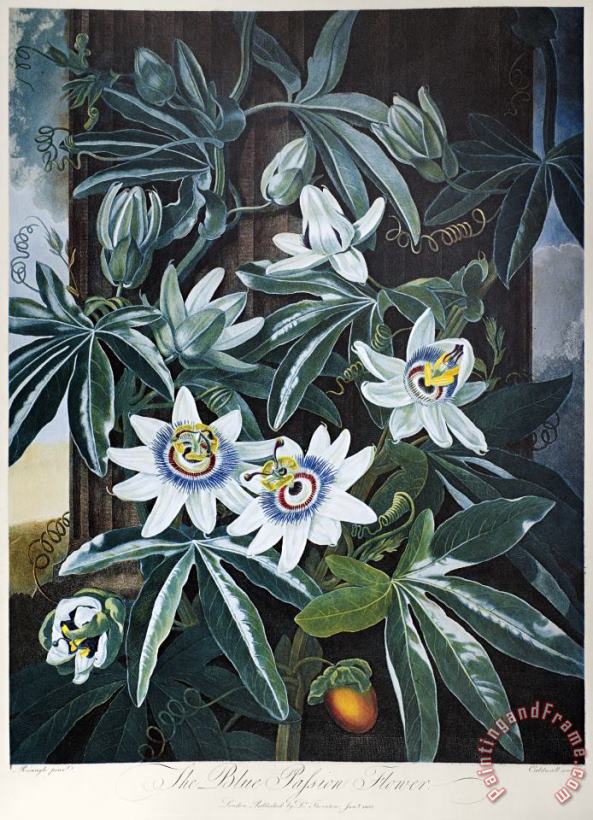 Others Thornton: Passion-flower Art Painting