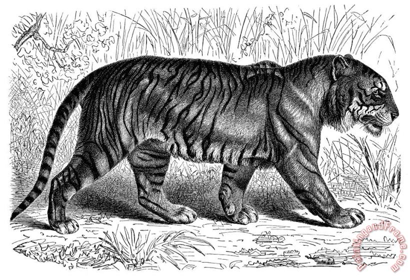 Others Tiger Art Print